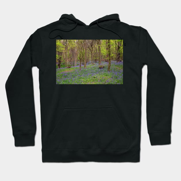 Margam Forest Bluebells Hoodie by dasantillo